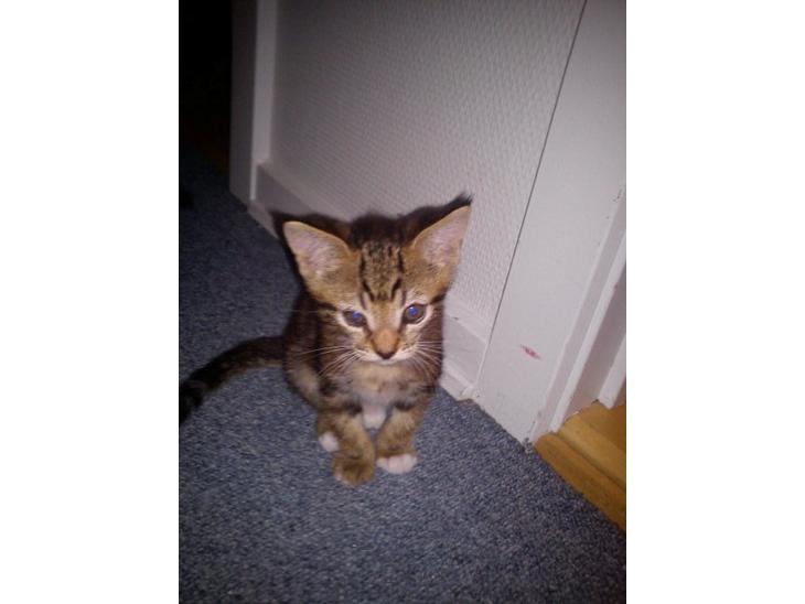 Huskat Winzet (Baby) - Velkommen til Winzet profil♥

8 Uger:) billede 1