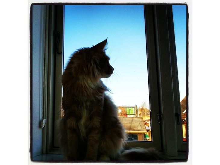 {{currentPhoto.altText}} billede {{currentPhoto.number}}