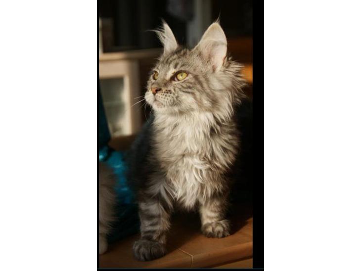 Maine Coon Lykke katte's Ziggi billede 1