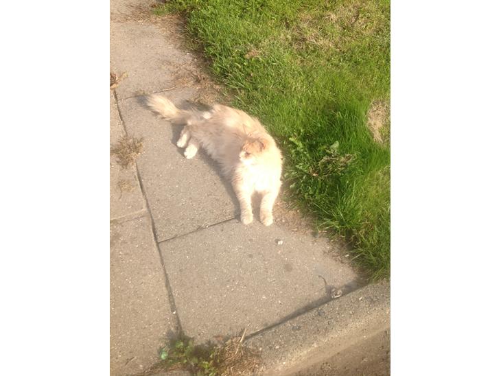 Maine Coon Amonti Lado billede 1