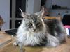 Maine Coon Albert
