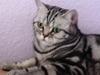 British Shorthair Jolly De Noble 