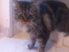 Maine Coon DK Maine-Entrance's Verdande