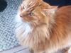 Maine Coon Herkules