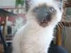 Hellig Birma Missy