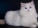 Ragdoll Placebo Supurrsonic*PL