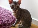 Cornish Rex Milka