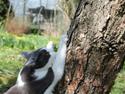 Huskat Disa