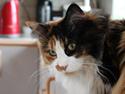 Maine Coon DK Krammedyret Regitze <3 4/7 "SOLGT"