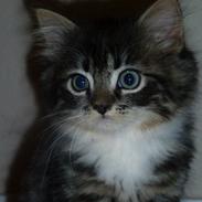 Blanding af racer Nusse