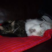 Blanding af racer Nusse