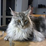 Maine Coon Albert