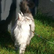 Maine Coon Albert