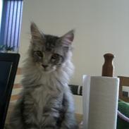 Maine Coon Albert