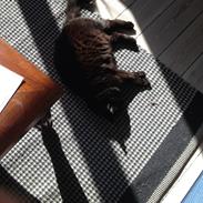 Blanding af racer Marta