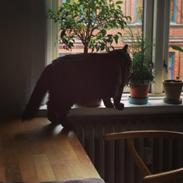 Blanding af racer Marta