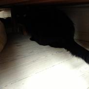 Blanding af racer Marta