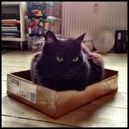 Blanding af racer Marta