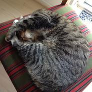 Blanding af racer Pjuske