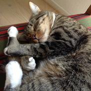 Blanding af racer Pjuske