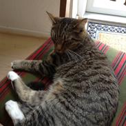 Blanding af racer Pjuske