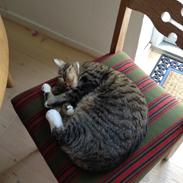 Blanding af racer Pjuske