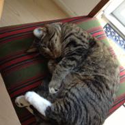 Blanding af racer Pjuske