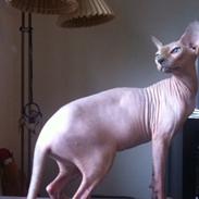 Sphynx Baltie Bay Fairy Dust