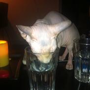 Sphynx Baltie Bay Fairy Dust