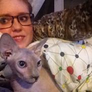 Sphynx Baltie Bay Fairy Dust