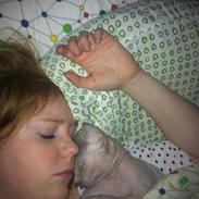 Sphynx Baltie Bay Fairy Dust