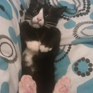 Blanding af racer Simba