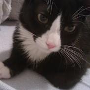 Blanding af racer Simba