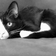 Blanding af racer Simba