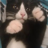 Blanding af racer Simba