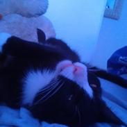 Blanding af racer Simba