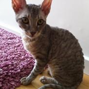 Cornish Rex Milka