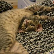 Cornish Rex Milka