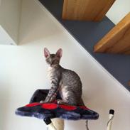 Cornish Rex Milka