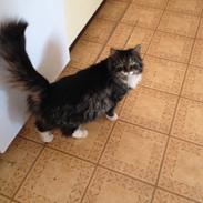 Blanding af racer Misty