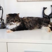 Blanding af racer Misty