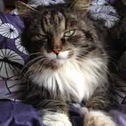 Blanding af racer Misty