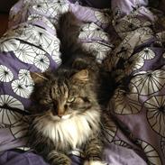 Blanding af racer Misty