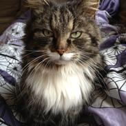 Blanding af racer Misty