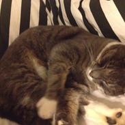 Blanding af racer Mister Molly