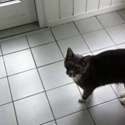 Blanding af racer Mister Molly