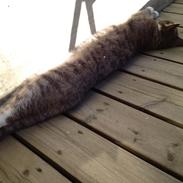 Blanding af racer Mister Molly