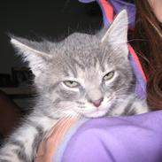 Blanding af racer Mister Molly