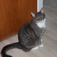 Blanding af racer Mister Molly