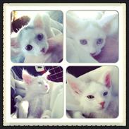 Blanding af racer JAX